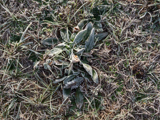 herbe givrée aux Mureaux en région parisienne en France