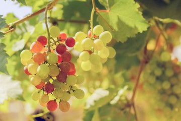 Beautiful ripe grapes red-vine and green on bunch with nature blurred background.