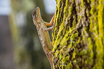 Common garden lizard. Sri Lanka.