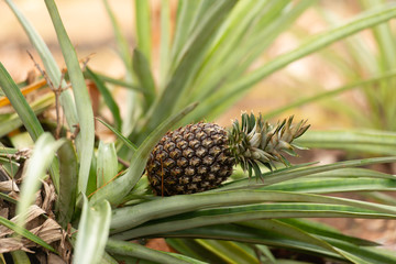 Fototapeta premium pineapple