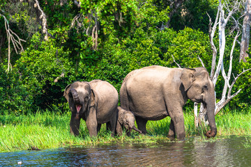 Fototapeta premium Asian elephant. Yala National Park. Sri Lanka.