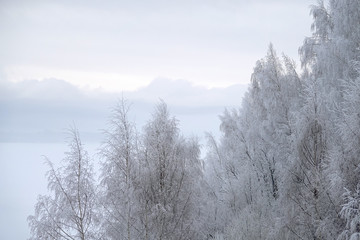Fluffy snow on the branches of trees, in the early frosty morning in the city park.