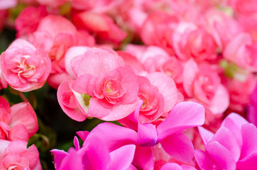 Pink flowers with blurred background patterns