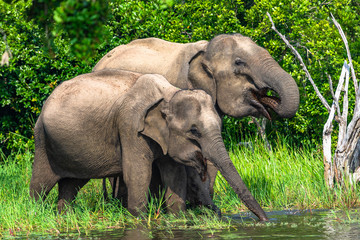 Naklejka na ściany i meble Asian elephant. Yala National Park. Sri Lanka.