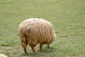 Obraz premium sheep in a field