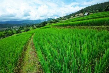 Fototapeta na wymiar Beautiful Landscape of Fresh green rice fields on terraced and rice plantations in sunlight at Chiangmai province , North of thailand