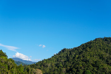 Fototapeta premium Lush jungle rainforest with clear blue sky in the background - image