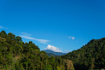 Lush jungle rainforest with clear blue sky in the background - image