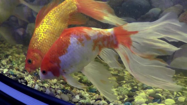 Decorative fish swim in the aquarium. Life of animals in water in captivity.