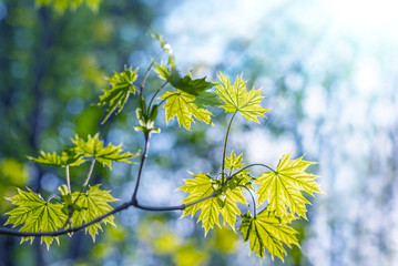 Green leaves in the forest in the light of the sun. Green maple leaves with sun ray. Young green leaves in sunlight, elegant romantic image of spring nature