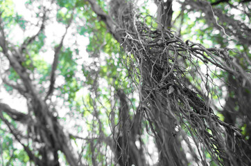 Fototapeta premium tree in forest