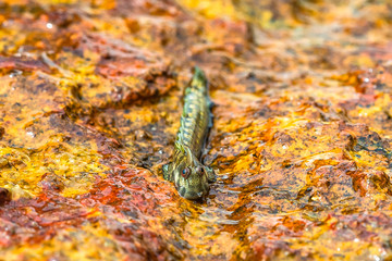 Macrophotography. Mudskipper on rock. Sri Lanka.