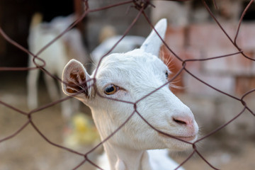 close-up side shot of white goat behind the fences