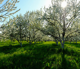 Fototapeta premium cherry trees in blossom.