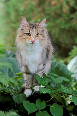 Naklejka na ściany i meble A beautiful norwegian forest cat standing on a stone in garden