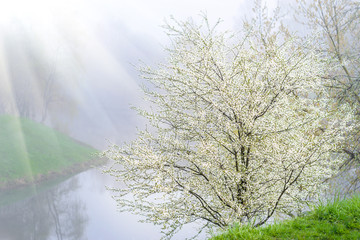 Obraz na płótnie Canvas Blossom tree over nature background. Spring flowers. Blossoming tree in spring on the river bank. Delicate image of spring. Blooming tree in the rays of sunlight.
