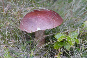 mushroom in the forest against the background of grass and forest