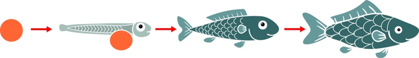 Life cycle of fish. Sequence of stages of development of fish from egg (roe) to adult animal