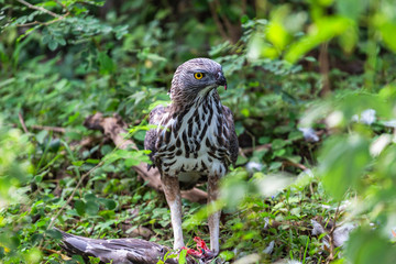 Crested serpent eagle. Yala National Park. Sri Lanka.