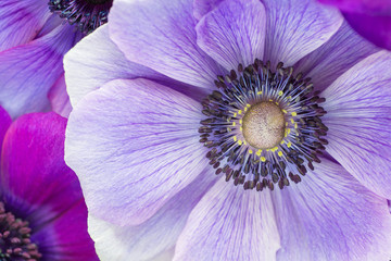 Beautiful macro of Japanese purple anemone flowers.