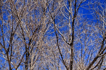 Dry branch texture under blue sky