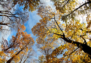 Yellow autumnal trees against the blue sky 