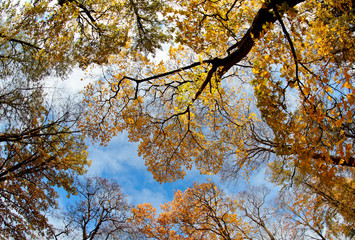 Yellow autumnal trees against the blue sky