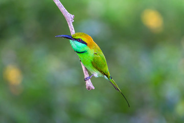 Green bee eater. Yala National Park. Sri Lanka.