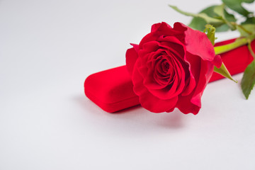 Red rose with gift box on a white background. concept: holiday, congratulations