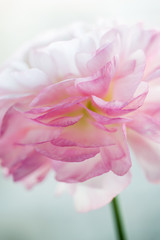 Beautiful flower background. Pink ranunculus flower. Macro.