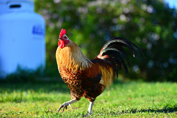 rooster on farm