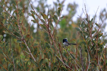 fairy wren