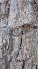 old wood texture