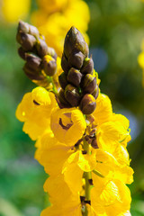 Yellow blossoming Senna didymobotrya (African senna, Popcorn cassia) plant in Maro. Near Marbella,...