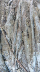 Obraz premium bark of a tree