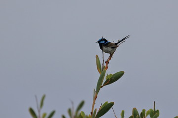 fairy wren