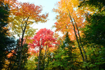 fall color trees