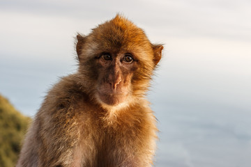 One of the famous monkeys of Gibraltar. Several macaques living in the Rock Natural Reserve in Gibraltar, United Kingdom.