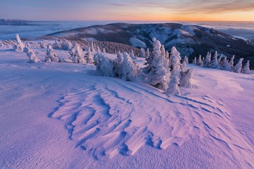 Majestic white spruces glowing by dusk. Picturesque and gorgeous wintry scene. Jeseniky mountains,...