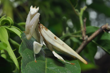 Male Orchid Mantis