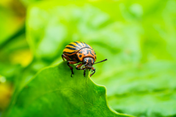 Colorado Potato Beetle on Potato Foliage Nature Macro