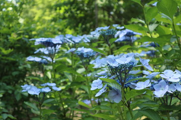 公園の紫陽花