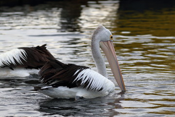 australian pelican