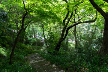 Obraz premium 犬山寂光院の新緑／愛知県犬山市