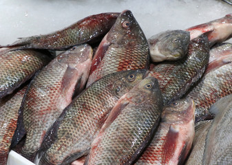 tilapia fish in a market stall