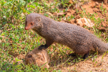 Mongoose. Yala National Park. Sri Lanka.