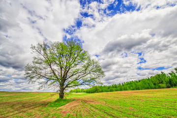 Large tree growing on a field with young sprouts of wheat or corn. Field on which grows one beautiful tall oak tree, a spring landscape in sunny warm weather. Tree, field, meadow and forest - blue sky