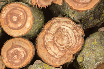 wooden logs stacked. cut tree brown firewood storage