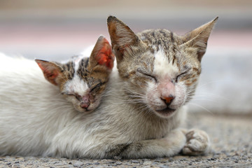 Vagrant sick cats. Homeless wild cats on dirty street in Asia 