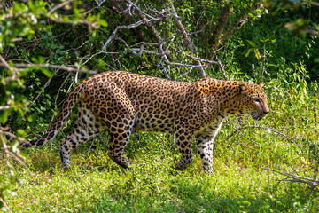 Wild leopard. Yala National Park. Sri Lanka.